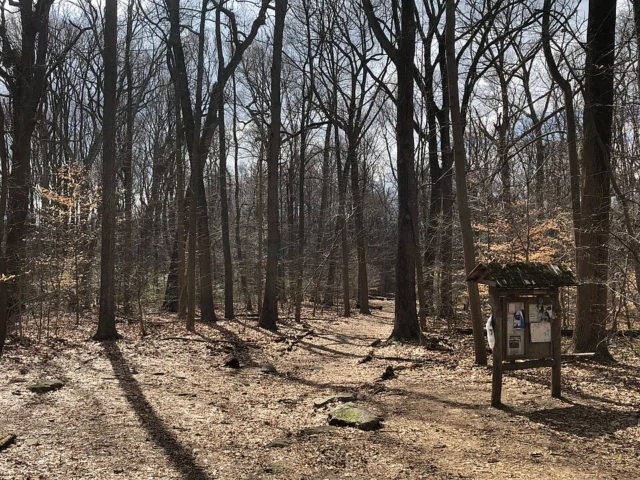 Carpenter's Woods