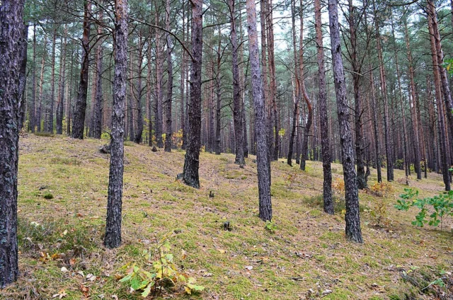 Aukštagirio geomorfologinis draustinis