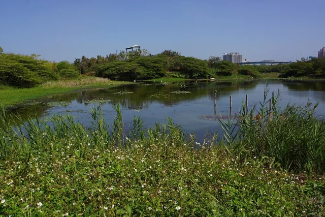 洲仔濕地公園