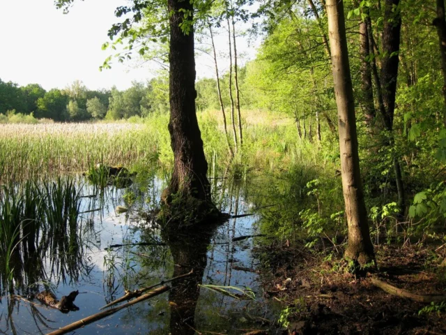 NSG Fauler See