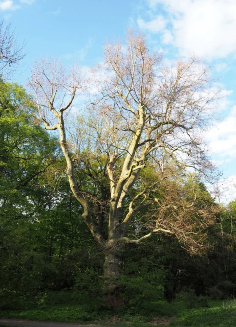 Volkspark Schönholzer Heide
