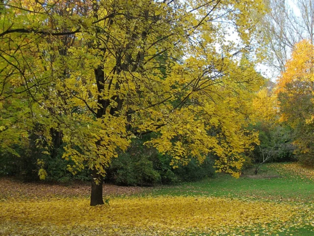 Dichtergarten