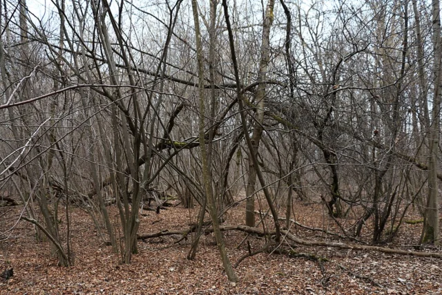 Itzlinger Au