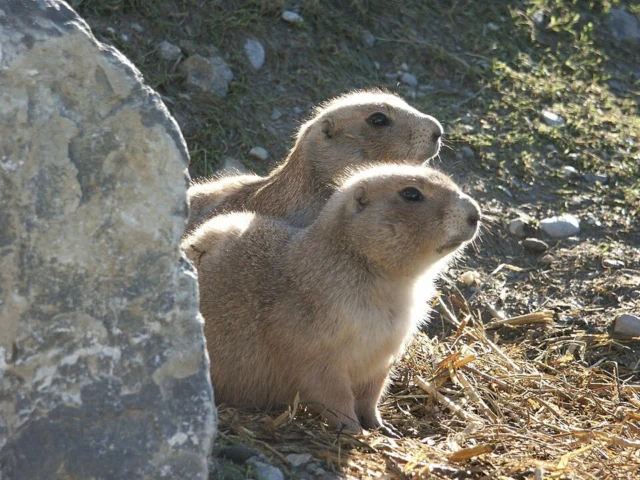Prairie dog