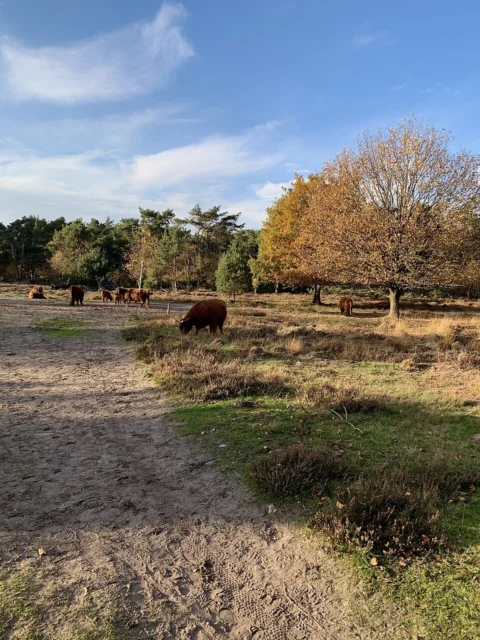 Stratumse Heide